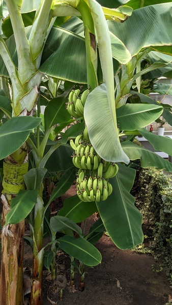 bananas growing near the hot springs in a greenhouse