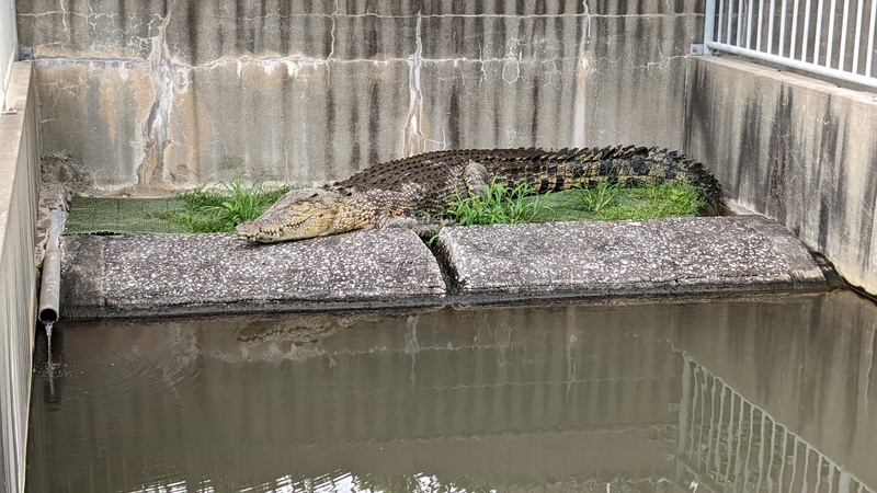crocodiles at Oniyama Jigoku