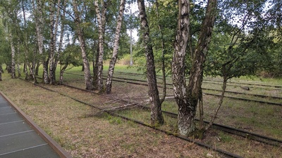 A few trees growing in the middle between train tracks